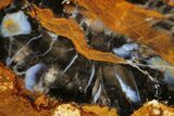 Petrified Wood (Sycamore) Slab - Parker, Colorado #184938-1